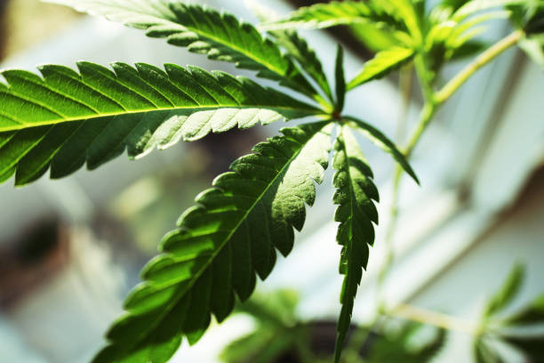 Marijuana Leaf